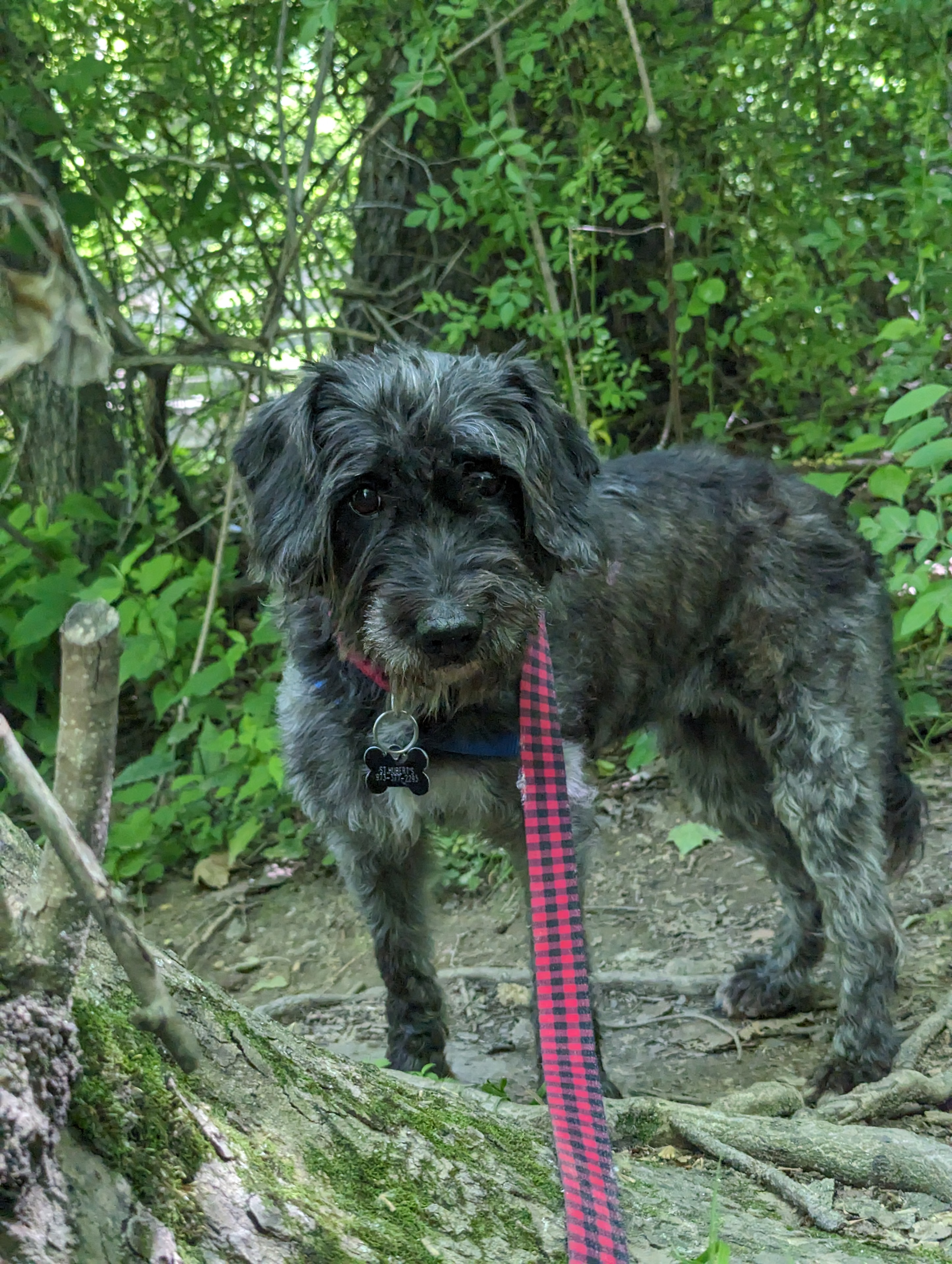 Dog Walking