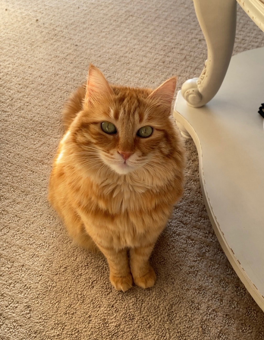 In-Home Pet Sitting