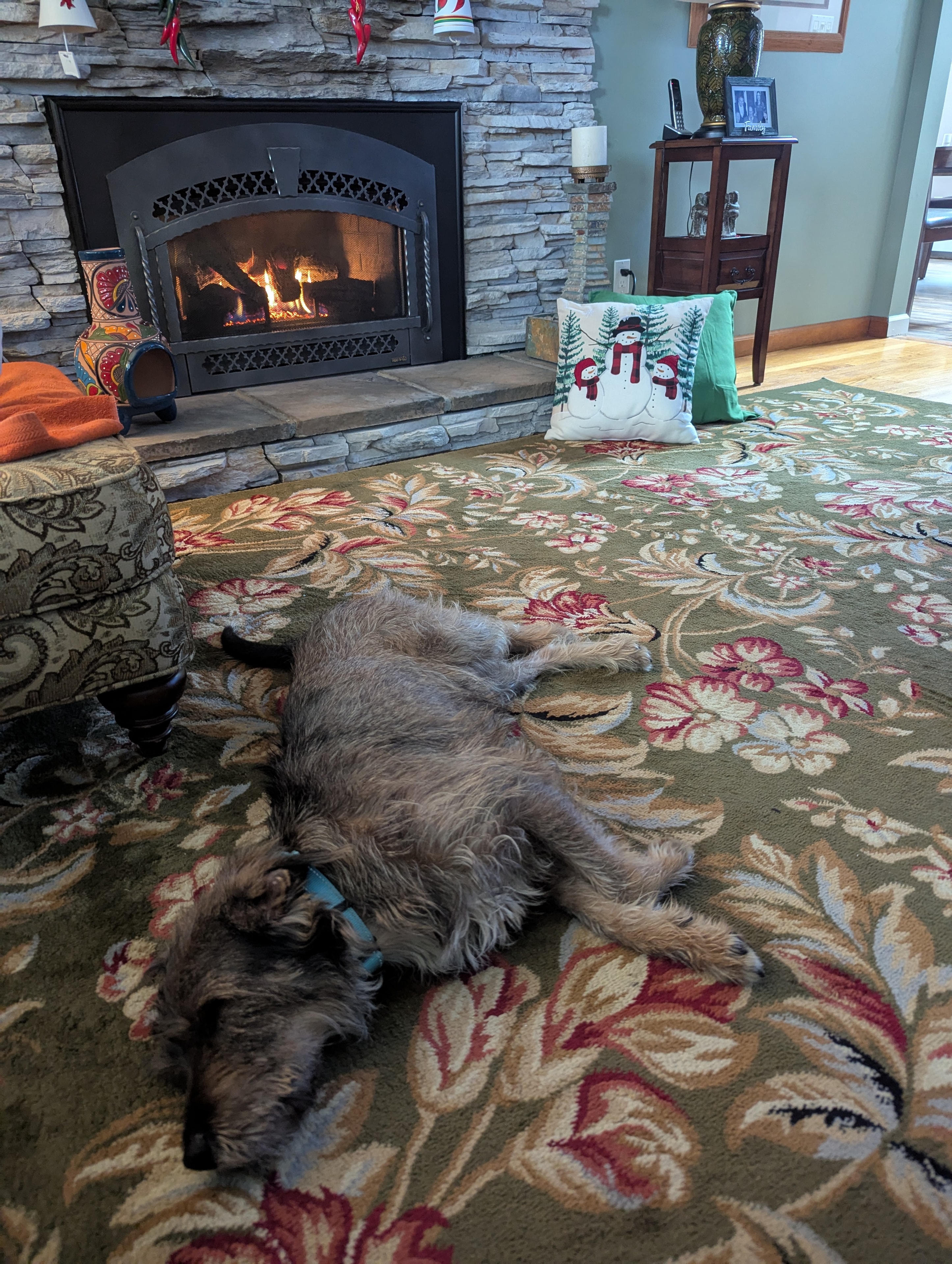 Happy pet in New Jersey